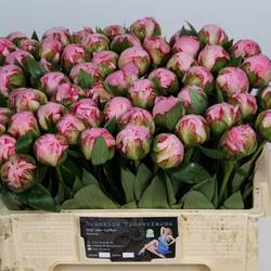 Pfingstrose rosa Sarah Bernhard 50cm Super