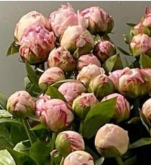 Pfingstrose rosa Sarah Bernhard 50cm Super