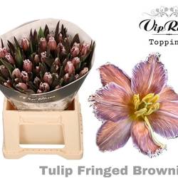Tulpe braun/rosa Brugefärbt Fringed pink brownies 32 G