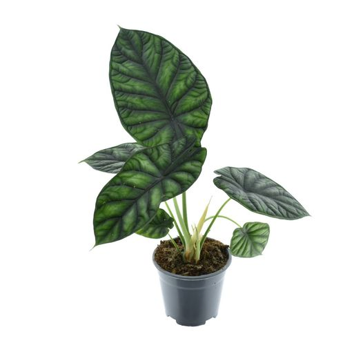 Alocasia Dragon Scale T14 H030
