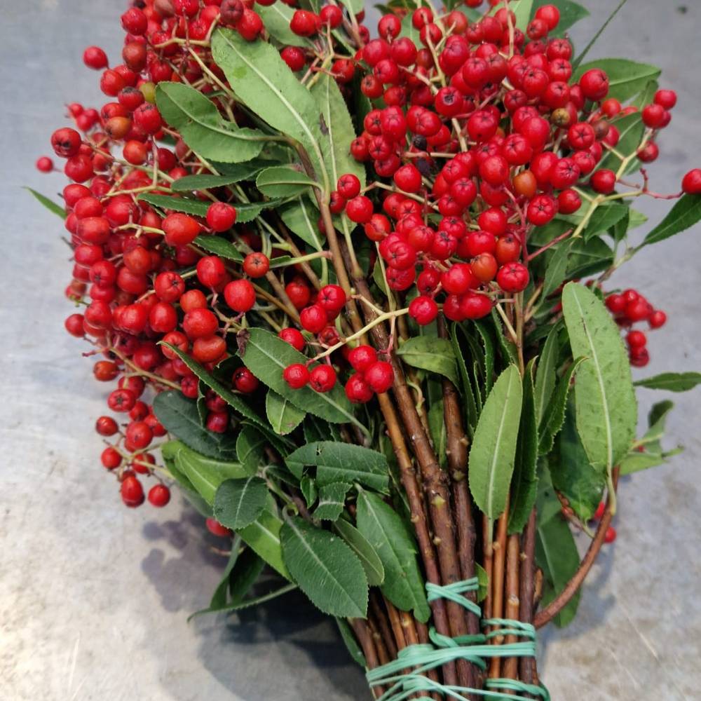 Photinia rot Frucht 250 Gramm