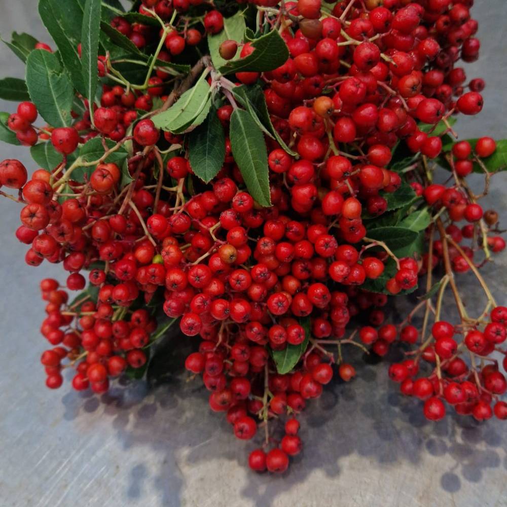 Photinia rot Frucht 250 Gramm