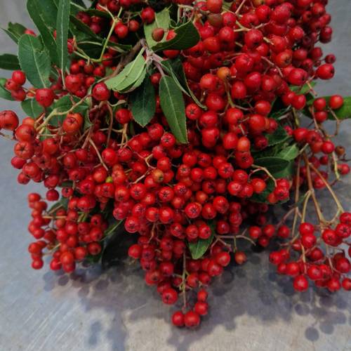 Photinia rot Frucht 250 Gramm