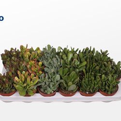 Crassula mix T09 H10