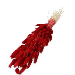 Trocken Lagurus dunkel rot L60cm
