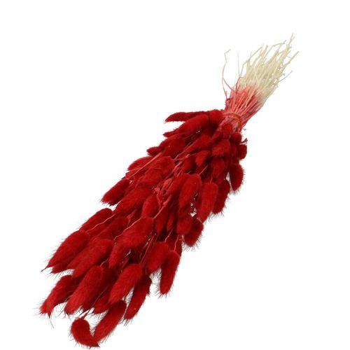 Trocken Lagurus dunkel rot L60cm