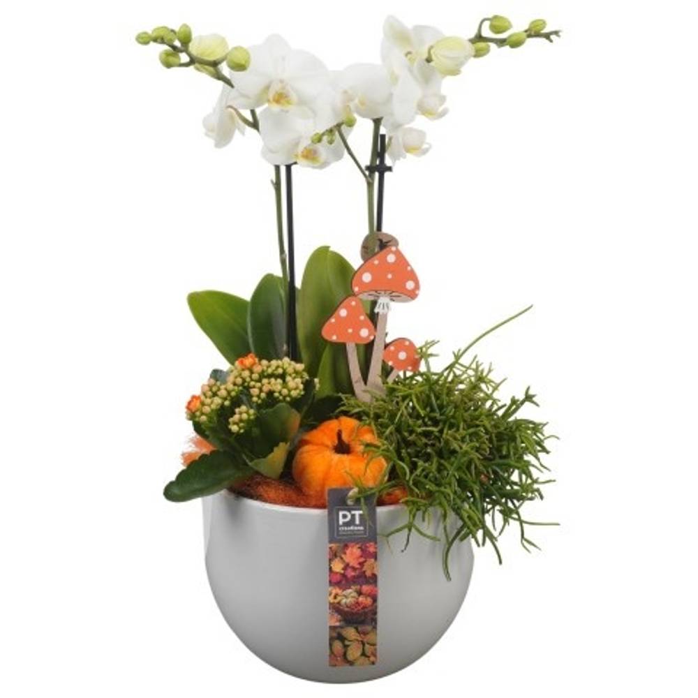 Phal.Arr 	PTHI5545 Herbst T19 H045