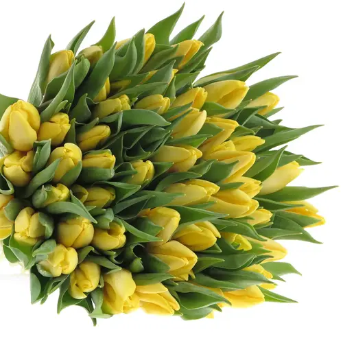 Tulpe gelb Sunny prince 24 Gramm