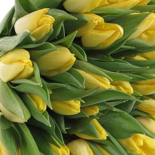 Tulpe gelb Sunny prince 24 Gramm