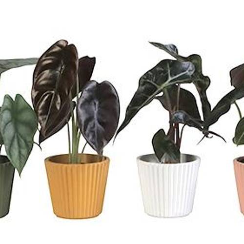 Alocasia mix Keramik I65910 T06