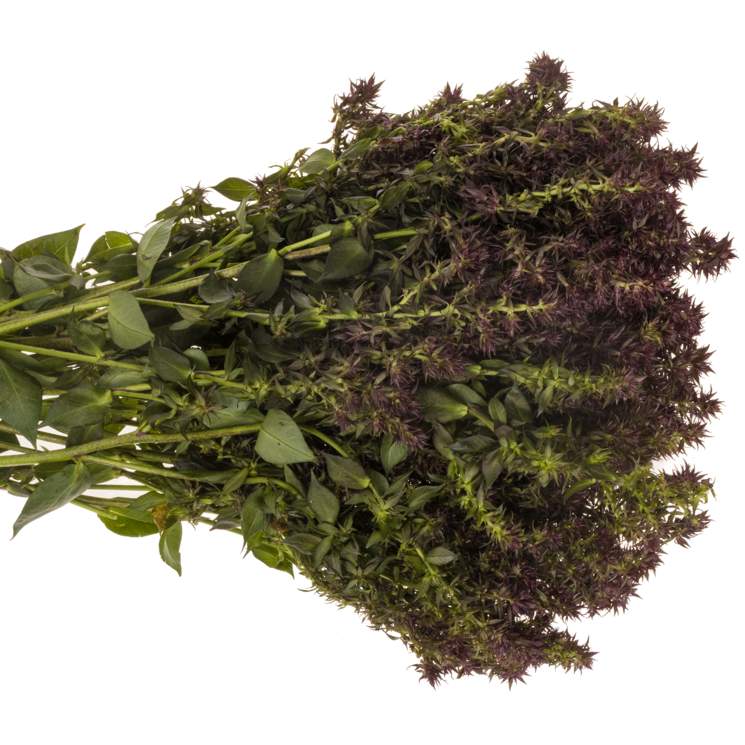 Phlox weinrot Blind Lion 70cm