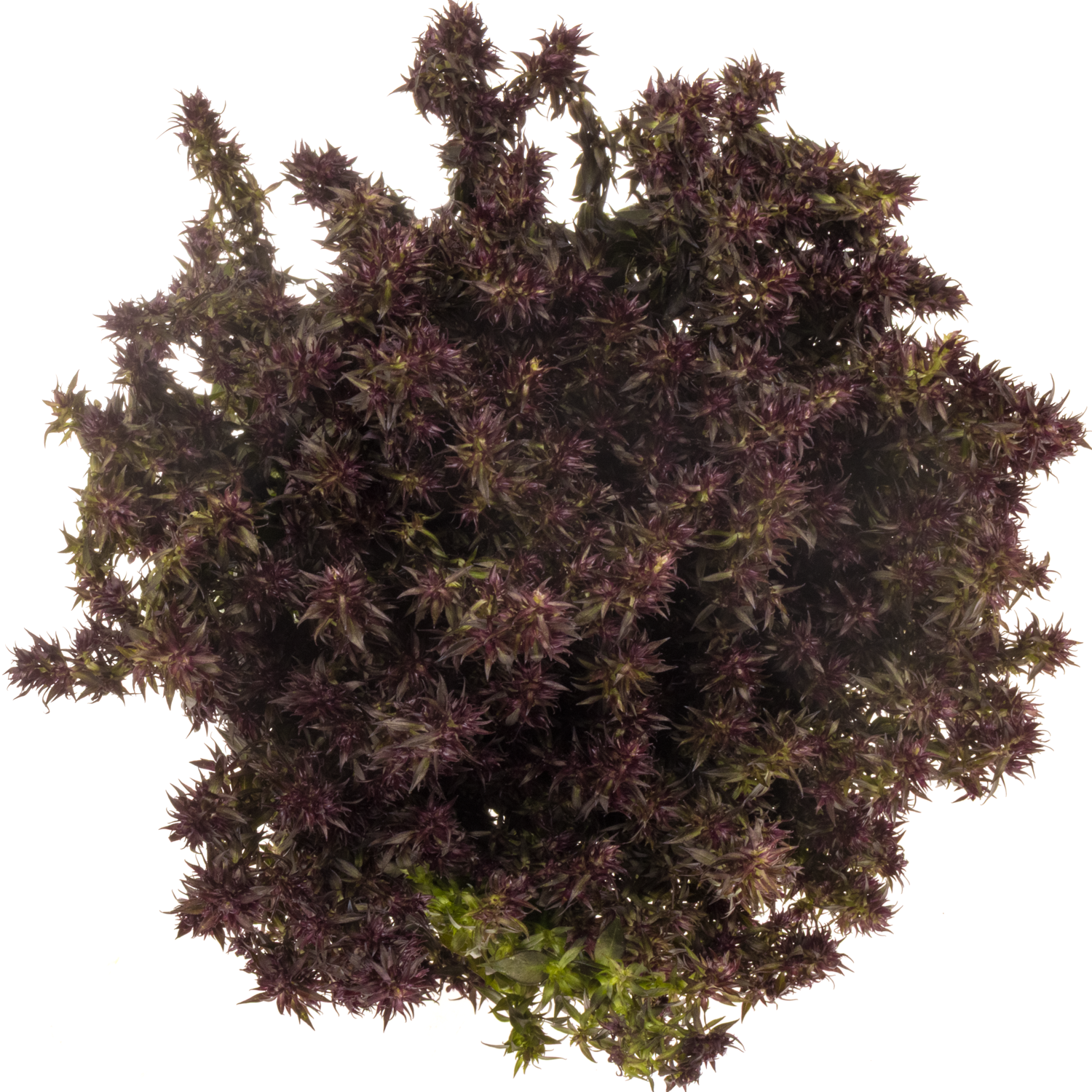 Phlox weinrot Blind Lion 70cm