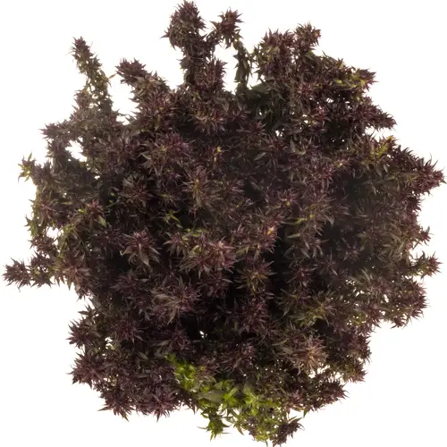 Phlox weinrot Blind Lion 70cm