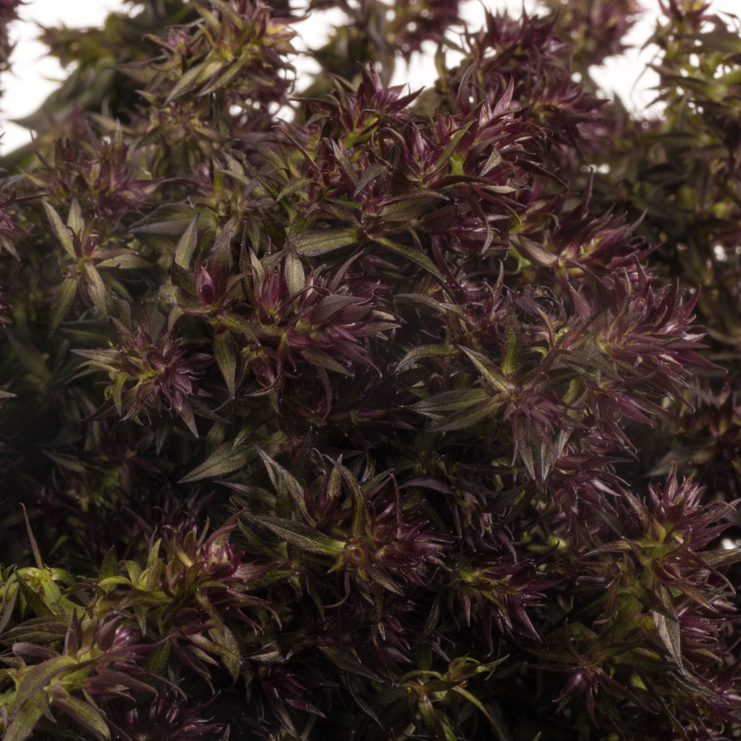 Phlox weinrot Blind Lion 70cm