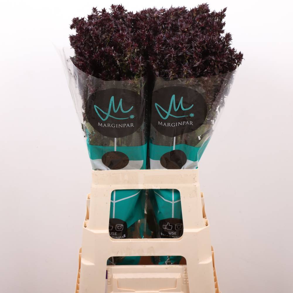 Phlox weinrot Blind Lion 70cm