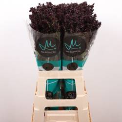 Phlox weinrot Blind Lion 70cm