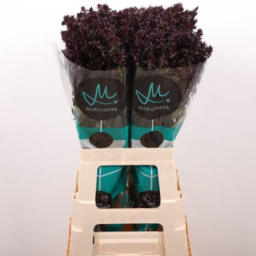 Phlox weinrot Blind Lion 70cm