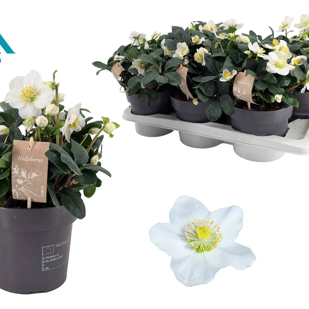 Helleborus Christmas Carol weiss T17 H055