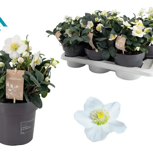 Helleborus Christmas Carol weiss T17 H055