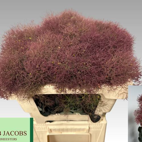 Perucken weinrot Magical Torch 50cm