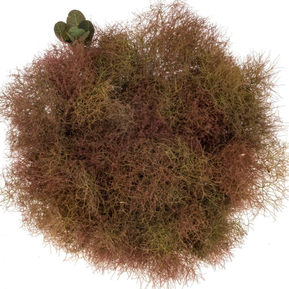Perucken weinrot Magical Torch 50cm