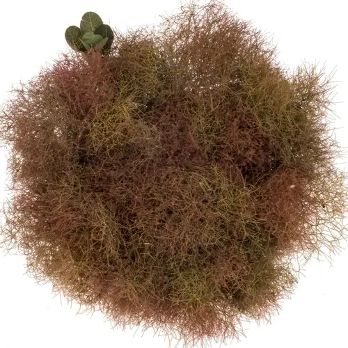 Perucken weinrot Magical Torch 50cm