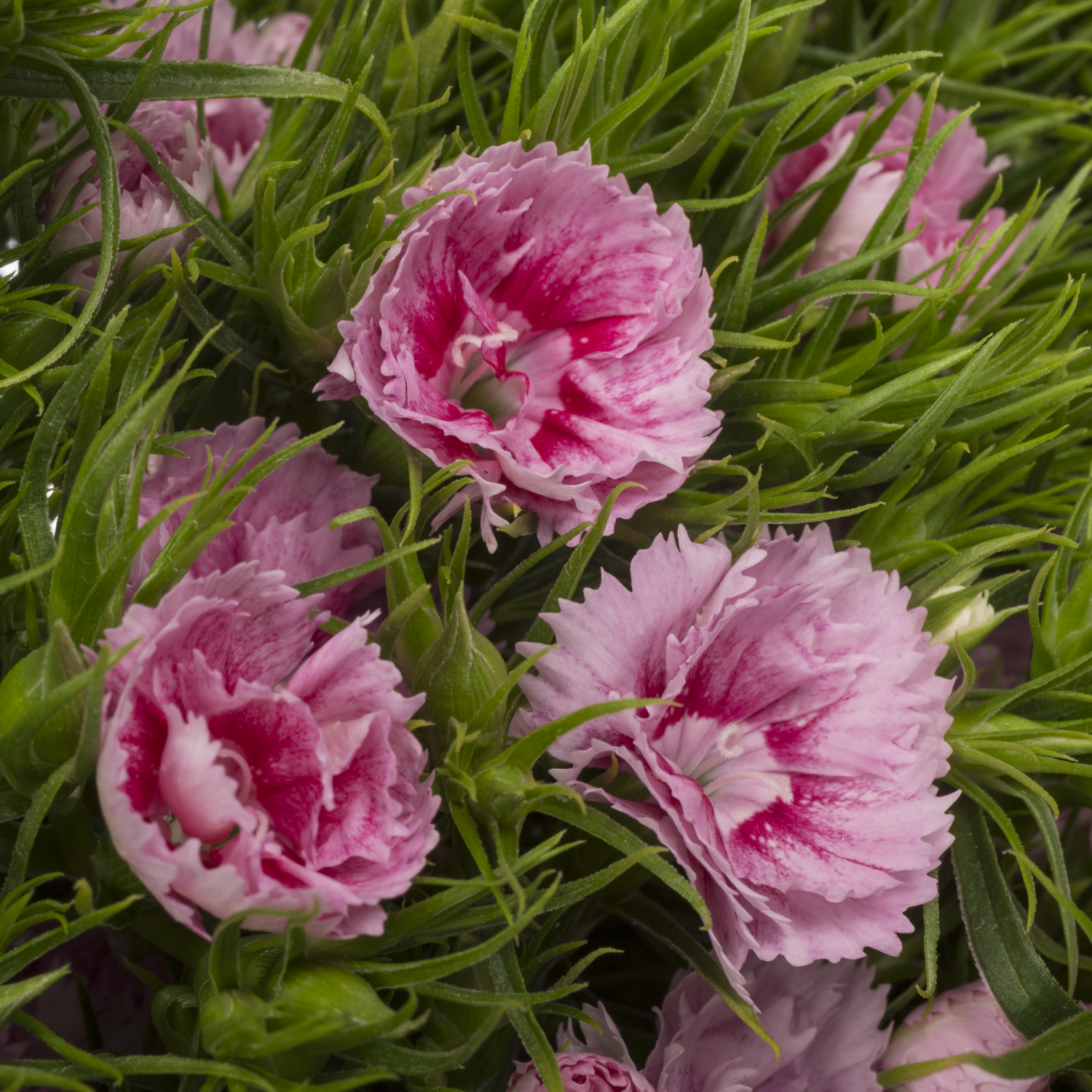 Bartnelke hell rosa Doblino Light Pink 55cm