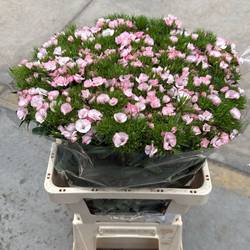 Bartnelke hell rosa Doblino Light Pink 55cm