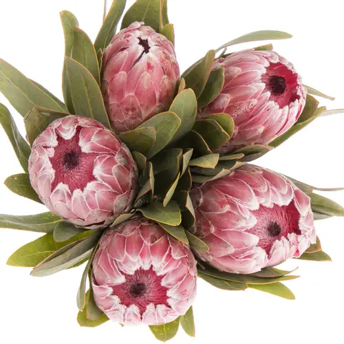 Protea rosa Lady 60cm