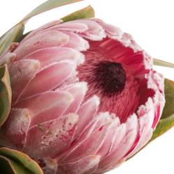Protea rosa Lady 60cm