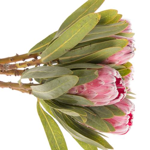 Protea rosa Lady 60cm