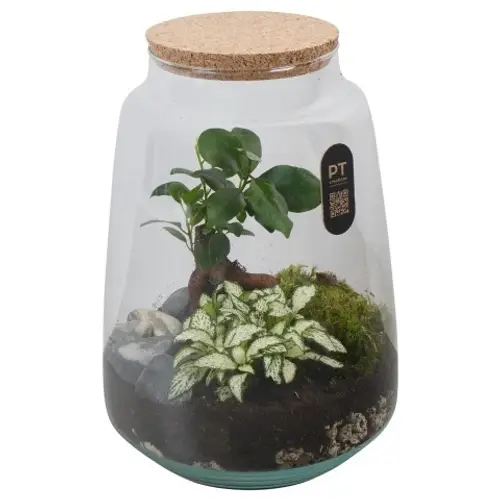 Flor.Arr PTTER8136 T17 H026
