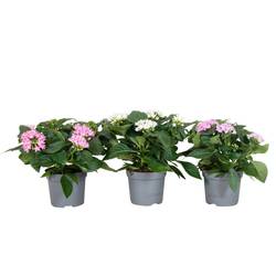 Pentas Starcluster mix T13 H25