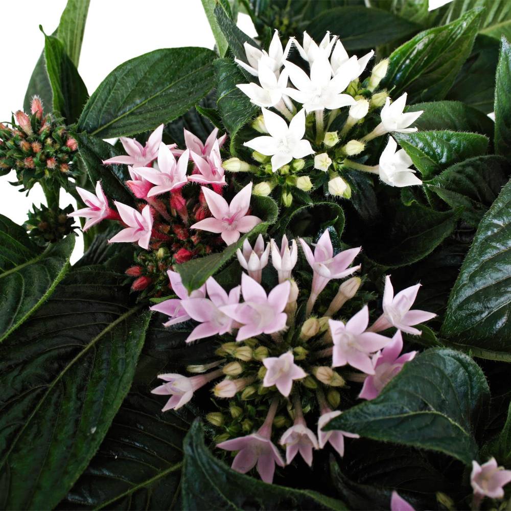 Pentas Starcluster mix T13 H25