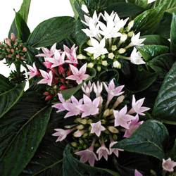 Pentas Starcluster mix T13 H25