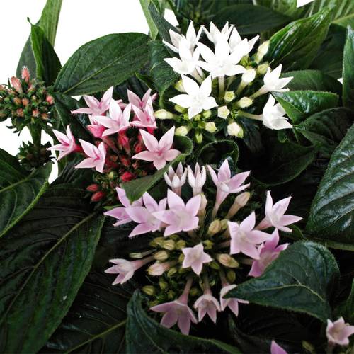 Pentas Starcluster mix T13 H25