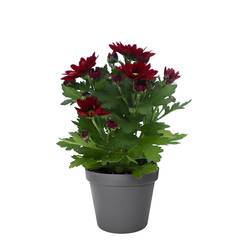 Chrys.rot Hybrid Ind. T06 H008