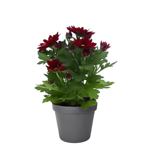 Chrys.rot Hybrid Ind. T06 H008