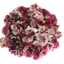 Wicken bordeaux/ws Maroon 40cm