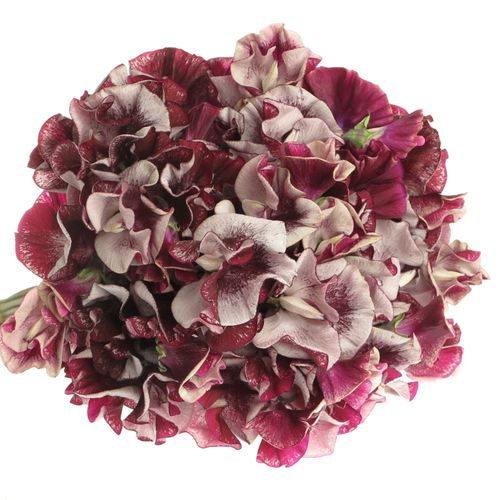 Wicken bordeaux/ws Maroon 40cm