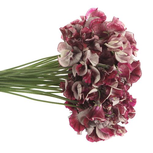 Wicken bordeaux/ws Maroon 40cm