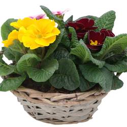 Primula mix im Korb Rund 570 T19 H015