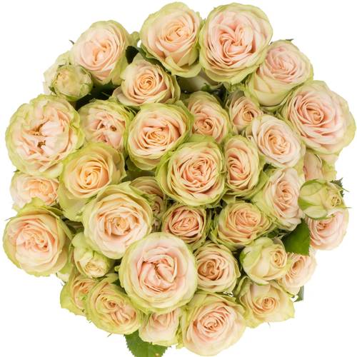 Rose verzweigt apricot/grün Whitney 7+Blüte 80cm