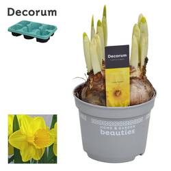 Narzisse 4er gelb Lucky Number T12 H017