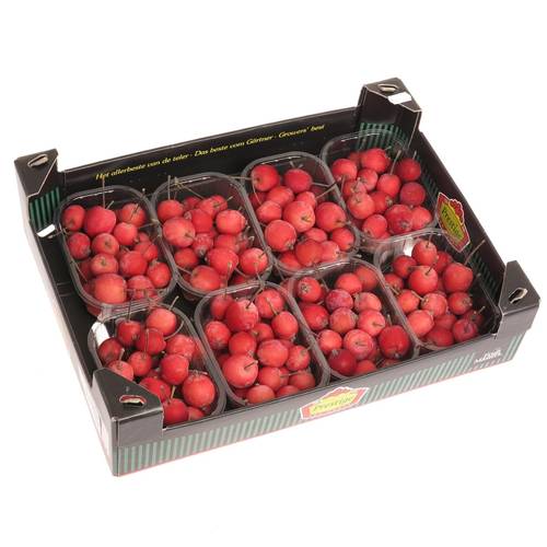 Aepfelchen Mini rot