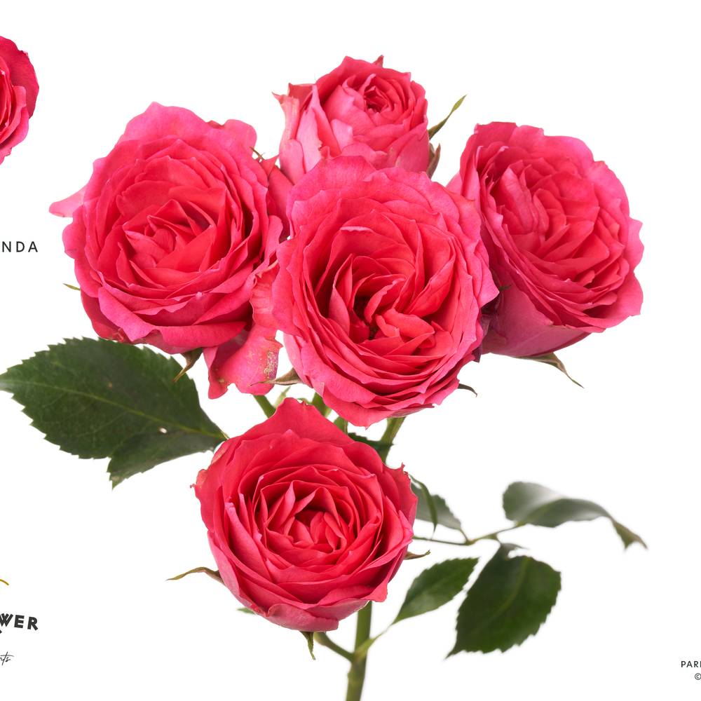 Rose verzweigt fuchsia Bellalinda 55cm