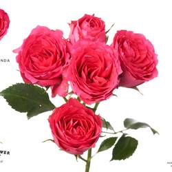 Rose verzweigt fuchsia Bellalinda 55cm