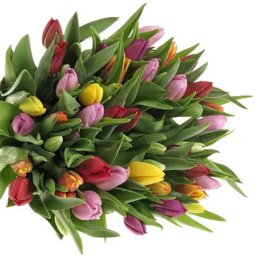 Tulpe mix Im bund 24 Gramm