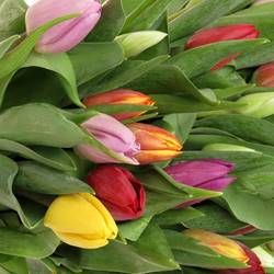 Tulpe mix Im bund 24 Gramm