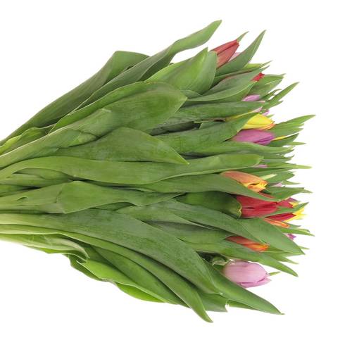 Tulpe mix Im bund 24 Gramm